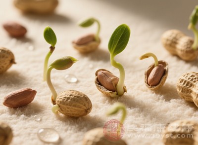 理論上來說，在干凈衛(wèi)生、嚴格控制的條件下發(fā)芽的花生，不僅可以食用，還能帶來額外的健康益處