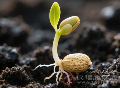 在發(fā)芽過程中，密切關(guān)注花生的變化。當花生芽長到1-2厘米時，是口感和營養(yǎng)都較好的階段
