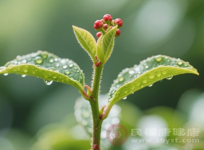 在氣溫回暖的季節(jié)，很多人會(huì)出現(xiàn)食欲不振的情況，而花椒芽堪稱(chēng)天然的“開(kāi)胃利器”