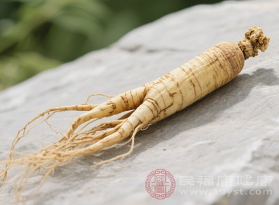高麗參中的人參皂苷能夠刺激機(jī)體的免疫細(xì)胞，如T淋巴細(xì)胞、B淋巴細(xì)胞和巨噬細(xì)胞等的活性