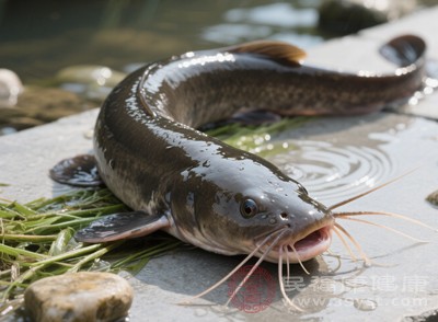 牛肉和鯰魚不能一起吃，二者同食可能會(huì)引發(fā)中毒反應(yīng)