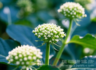 三七花中的有效成分能擴(kuò)張微血管，增加血管通透性，促進(jìn)血液流動(dòng)，改善微循環(huán)