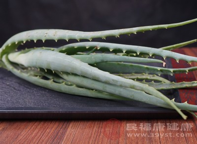 蘆薈是一個包含500多個品種的龐大植物家族，它們形態(tài)各異，生長習性也不盡相同
