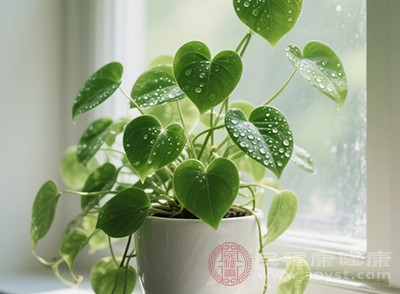 在家養(yǎng)盆綠植也挺好