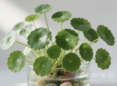 金錢草為人稱道的功效便是利水通淋，堪稱化解尿路結(jié)石的“利器”