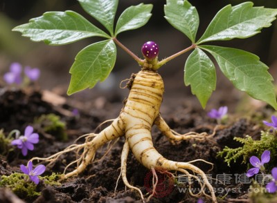 能迅速補(bǔ)充人體的元?dú)?，使衰竭的臟腑功能得以恢復(fù)，就像給瀕臨熄滅的生命之火重新添柴助燃