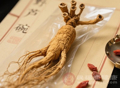 野山參能促進(jìn)造血功能，增加血液中紅細(xì)胞和血紅蛋白的含量，就像為身體的血液循環(huán)系統(tǒng)注入新的活力
