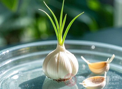 如果不著急食用，還可以將發(fā)芽的蒜瓣培育成蒜苗