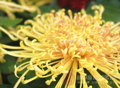 喝了這么久菊花 貢菊和胎菊誰更去火終于搞懂了