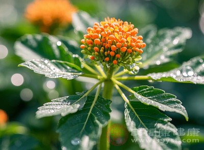 三七花中含有多種有效成分，其中包括皂苷類、黃酮類、多糖類、氨基酸以及多種微量元素等