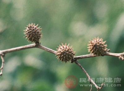 蒼耳子入藥歷史悠久，早在《神農(nóng)本草經(jīng)》中就有記載，被列為中品