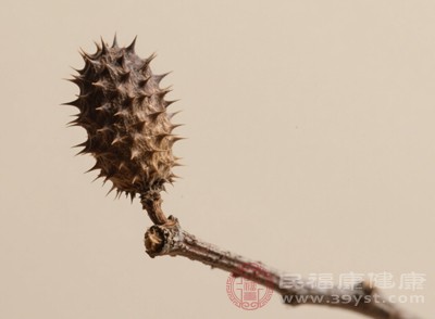 在使用蒼耳子之前，最好咨詢專業(yè)醫(yī)生的意見，根據(jù)個人的身體狀況合理用藥