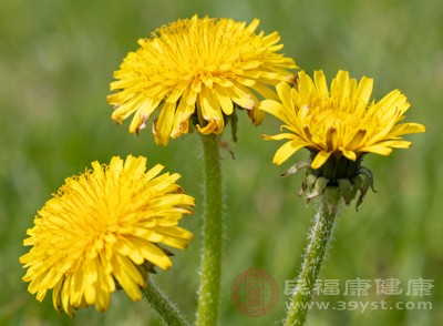 雖然蒲公英花有較多好處，但它性寒，過量食用可能會(huì)導(dǎo)致脾胃虛寒，引起腹痛、腹瀉等不適癥狀