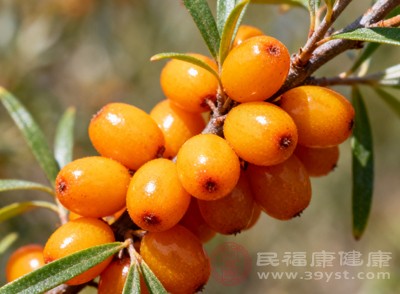 沙棘果實(shí)雖小，卻蘊(yùn)含著極為豐富的營(yíng)養(yǎng)物質(zhì)，堪稱(chēng)“天然營(yíng)養(yǎng)庫(kù)”