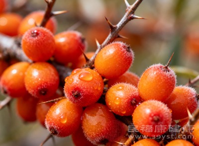 對于中老年人以及心血管疾病高危人群來說，適量食用沙棘，有助于維護心血管系統(tǒng)的健康，為心臟健康保駕護航