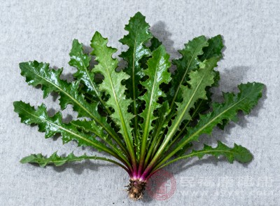 在調節(jié)血脂方面，苦菜能夠降低血液中膽固醇和甘油三酯的含量，減少脂肪在血管壁的沉積，預防動脈粥樣硬化，對心血管健康具有積極意義