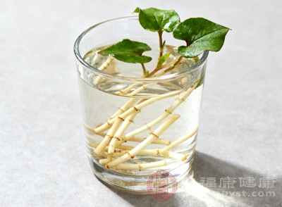 魚腥草中的多糖成分能夠調(diào)節(jié)人體免疫系統(tǒng)，增強免疫細胞的活性