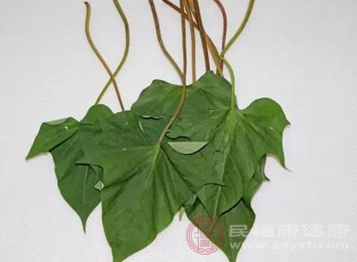 红薯叶是一种营养丰富却常常被忽视的蔬菜