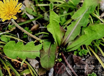 采摘回來的新鮮蒲公英，表面可能附著泥土、灰塵和農藥殘留