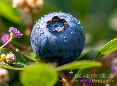 蓝莓富含花青素，每100克含膳食纤维约2.4克
