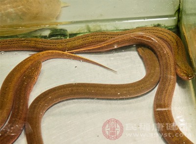 黃鱔生活在泥土中，其血液中可能含有寄生蟲和細(xì)菌