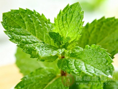 薄荷葉泡水功效大揭秘 這杯清新茶飲藏著啥驚喜 薄荷葉泡水功效大揭秘 這杯清新茶飲藏著啥驚喜