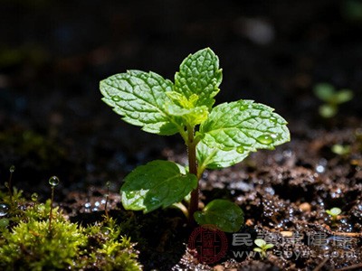 薄荷叶中的薄荷醇能够刺激神经末梢 薄荷叶中的薄荷醇能够刺激神经末梢