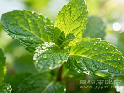 薄荷独特的清香能够掩盖口腔内的异味 薄荷独特的清香能够掩盖口腔内的异味