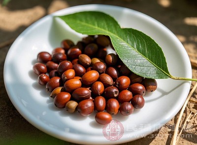 酸枣仁粉泡水有门道 喝对才是养生高手