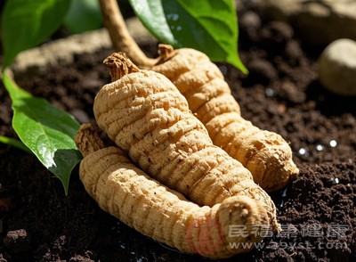 天麻虽有诸多功效，但过量饮用可能引起头晕、恶心、胸闷等不适症状