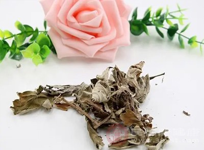 艾葉水 女性健康的“草本小幫手” 艾葉水 女性健康的“草本小幫手”