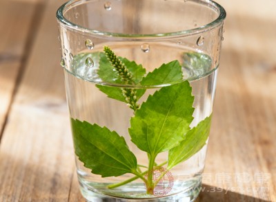 首次饮用车前草泡水,应少量尝试 首次饮用车前草泡水,应少量尝试