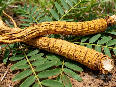 苦参能够促进尿液生成和排泄,具有利尿的作用 苦参能够促进尿液生成和排泄,具有利尿的作用
