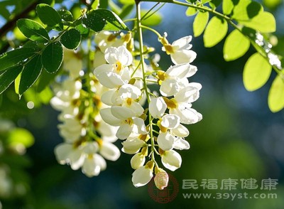 解锁洋槐花神仙吃法 让味蕾“撒个欢”