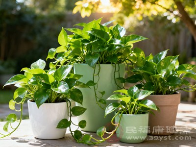 绿萝是常见的室内观叶植物,枝叶繁茂,叶片小巧密集,整体蒸腾面积大,能持续为室内补充水分,改善干燥环境 绿萝是常见的室内观叶植物,枝叶繁茂,叶片小巧密集,整体蒸腾面积大,能持续为室内补充水分,改善干燥环境