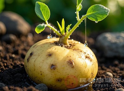并非所有发芽土豆都绝对不能吃,需根据发芽程度、表皮状态等具体情况综合判断 并非所有发芽土豆都绝对不能吃,需根据发芽程度、表皮状态等具体情况综合判断