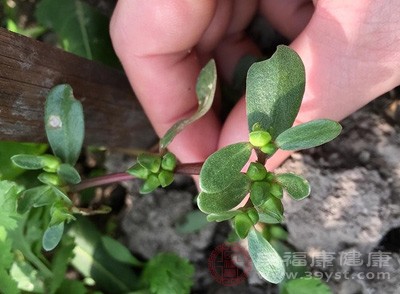 马齿苋是药食同源的蔬菜,其性寒味酸 马齿苋是药食同源的蔬菜,其性寒味酸