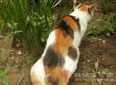 接触宠物后，鼻孔容易发痒