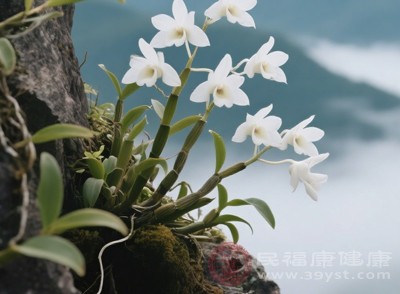 在煲汤或煮粥时，加入适量的石斛花