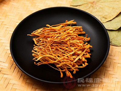 虫草花入肺肾经,具有补肺益肾的功效 虫草花入肺肾经,具有补肺益肾的功效