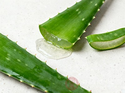 芦荟富含多种营养成分和生物活性物质 芦荟富含多种营养成分和生物活性物质