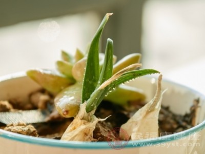 原来发芽大蒜还能这样吃