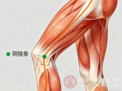 阴陵泉还能调理脾胃气血,增强脾胃功能,与足三里搭配按摩,健脾效果更佳 阴陵泉还能调理脾胃气血,增强脾胃功能,与足三里搭配按摩,健脾效果更佳