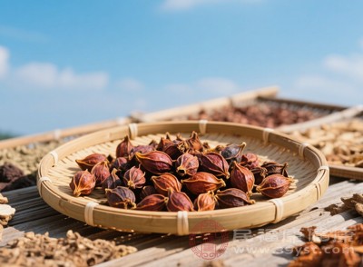 栀子还具有一定的降血压、降血脂作用