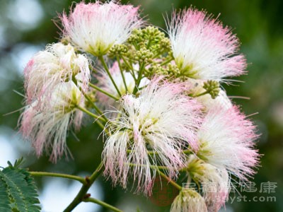 合欢花的香气能够刺激嗅觉和味觉神经 合欢花的香气能够刺激嗅觉和味觉神经