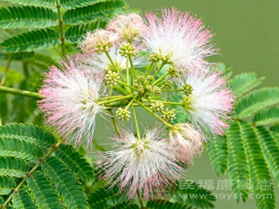 合欢花味甘 合欢花味甘