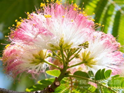 合欢花茶饮香气淡雅