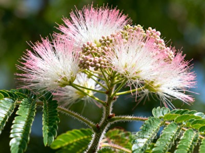 使用时应注意适量