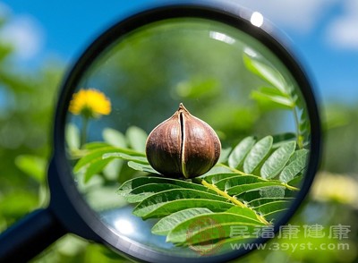 辣木籽能够促进肝脏的解毒功能，帮助身体排出毒素
