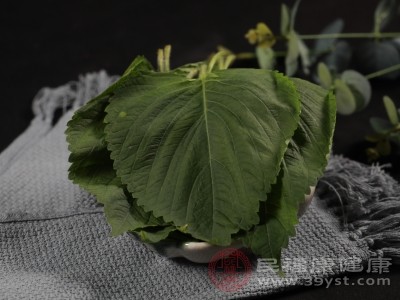 紫蘇葉的N種神仙吃法 一口淪陷 邊吃邊養(yǎng)出健康好身體